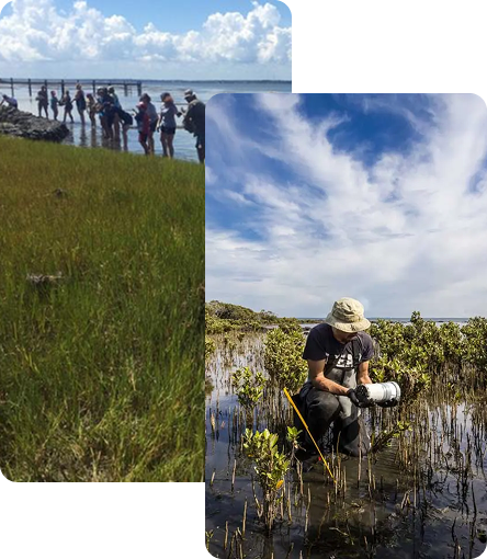 ecological restoration img